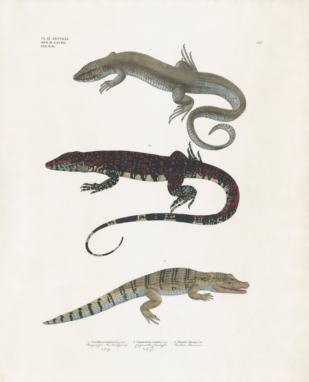 Lézard-moniteur, lézard venimeux et alligator de la classe des reptiles (lithographie coloriée à la main) - Anstalt Arnz & Co.