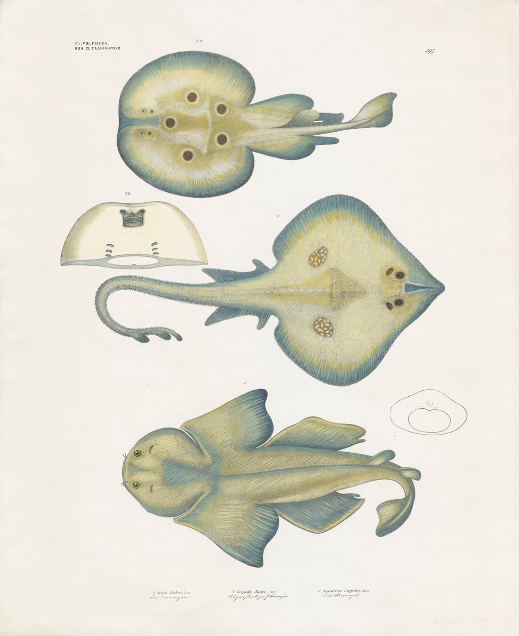 Espèces de raies de l