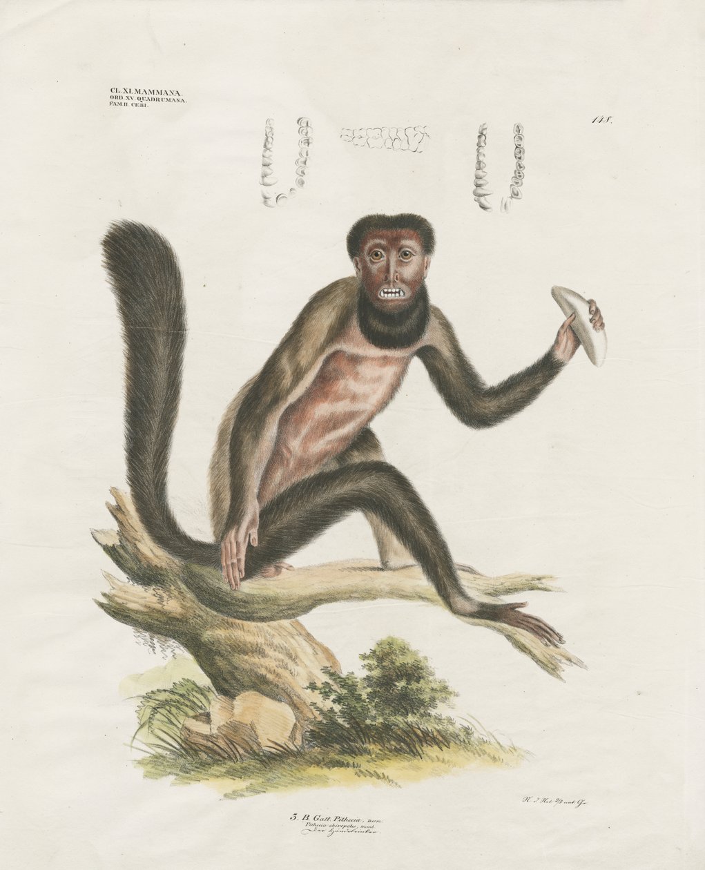 Singe hurleur rouge avec détails anatomiques (lithographie coloriée à la main) - Anstalt Arnz & Co.