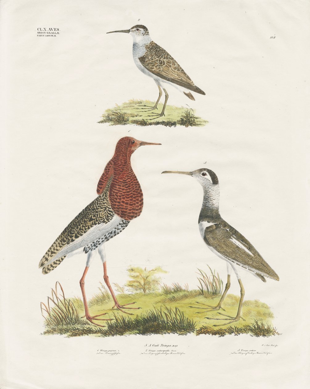 Bécasseaux et grémilles (lithographie coloriée à la main) - Anstalt Arnz & Co.