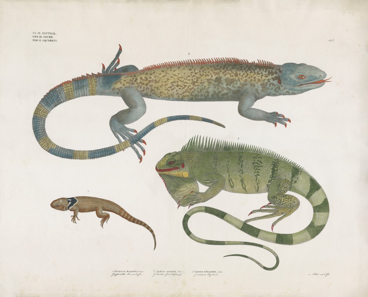 Lézards à écailles de divers habitats (lithographie coloriée à la main) - Anstalt Arnz & Co.
