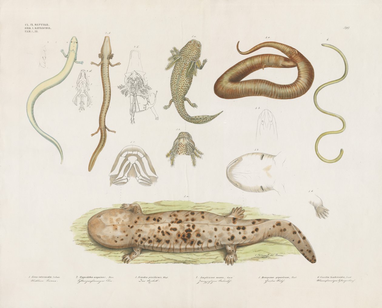 Divers amphibiens et études anatomiques (lithographie coloriée à la main) - Anstalt Arnz & Co.