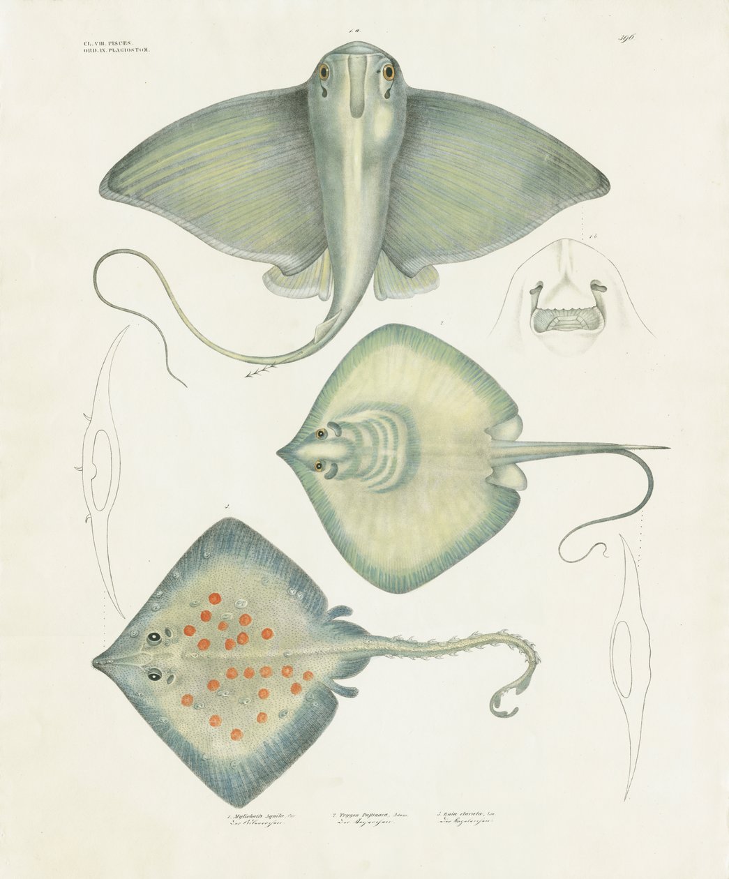 Diverses espèces de rayons avec détails anatomiques (lithographie coloriée à la main) - Anstalt Arnz & Co.
