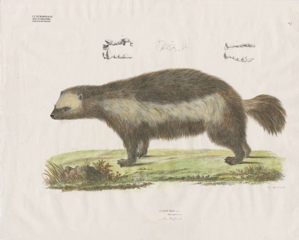 Carcajou avec détails dentaires (lithographie coloriée à la main) - Anstalt Arnz & Co.