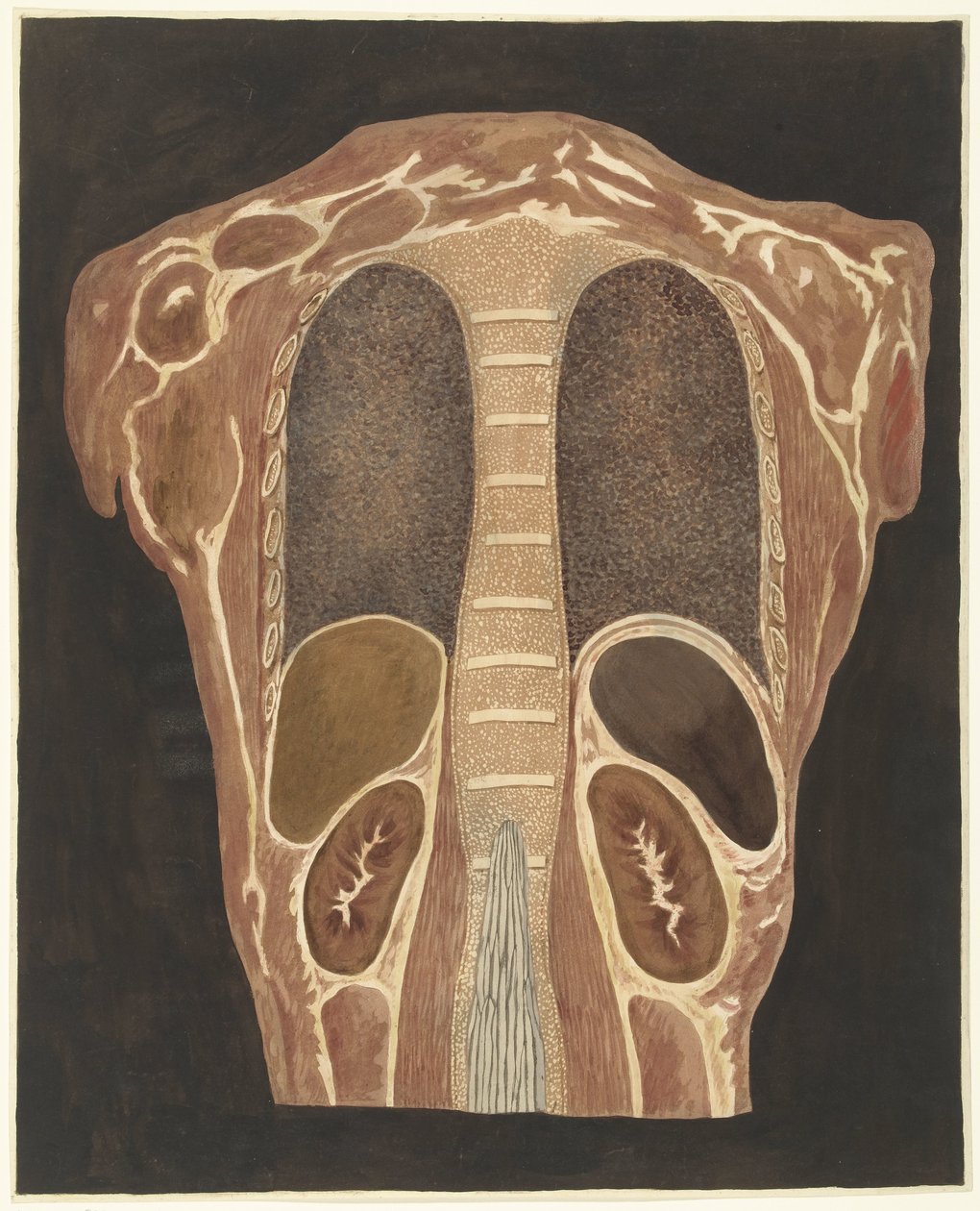 Étude anatomique des organes de la poitrine, vue de dos - Anthonie van den Bos