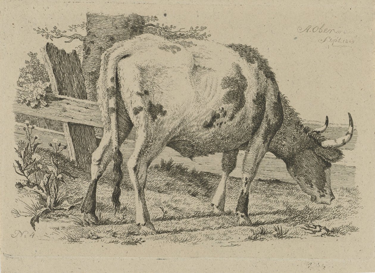 Vache broutant près d