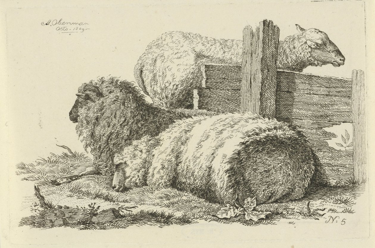 Mouton et bélier couchés (Études de vaches, moutons et chèvres) - Anthony Oberman