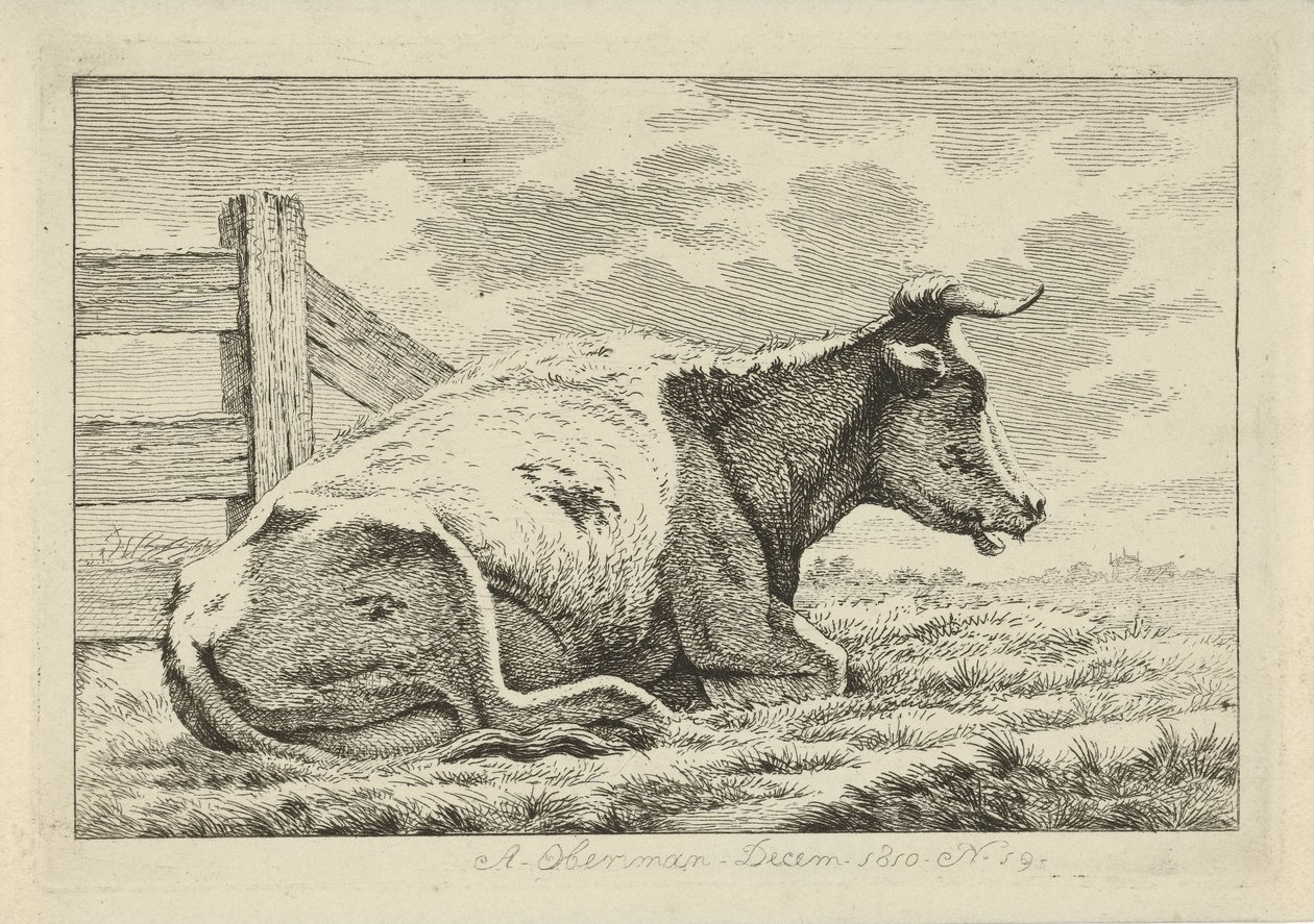 Vache couchée près d