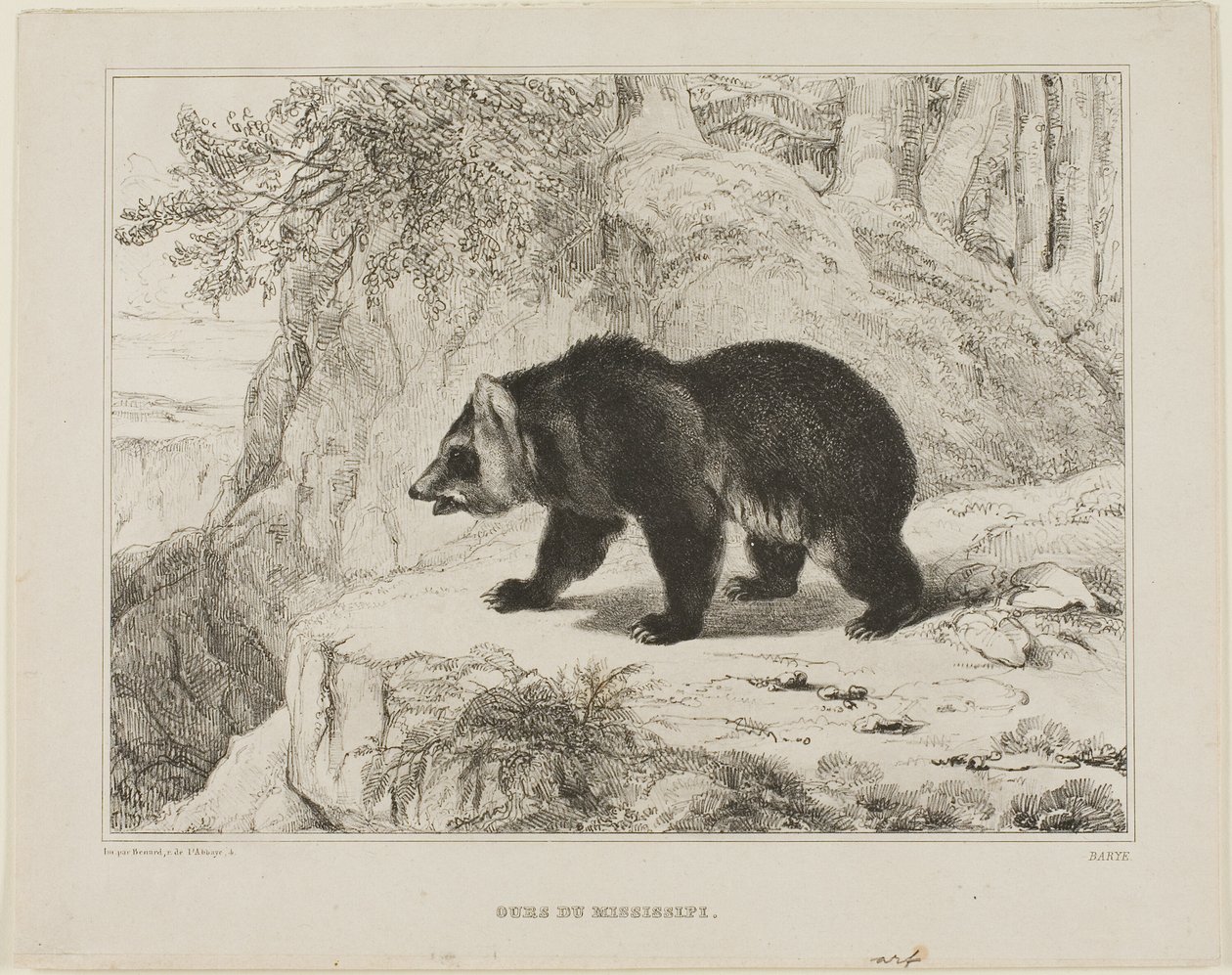 Ours du Mississippi - Antoine Louis Barye