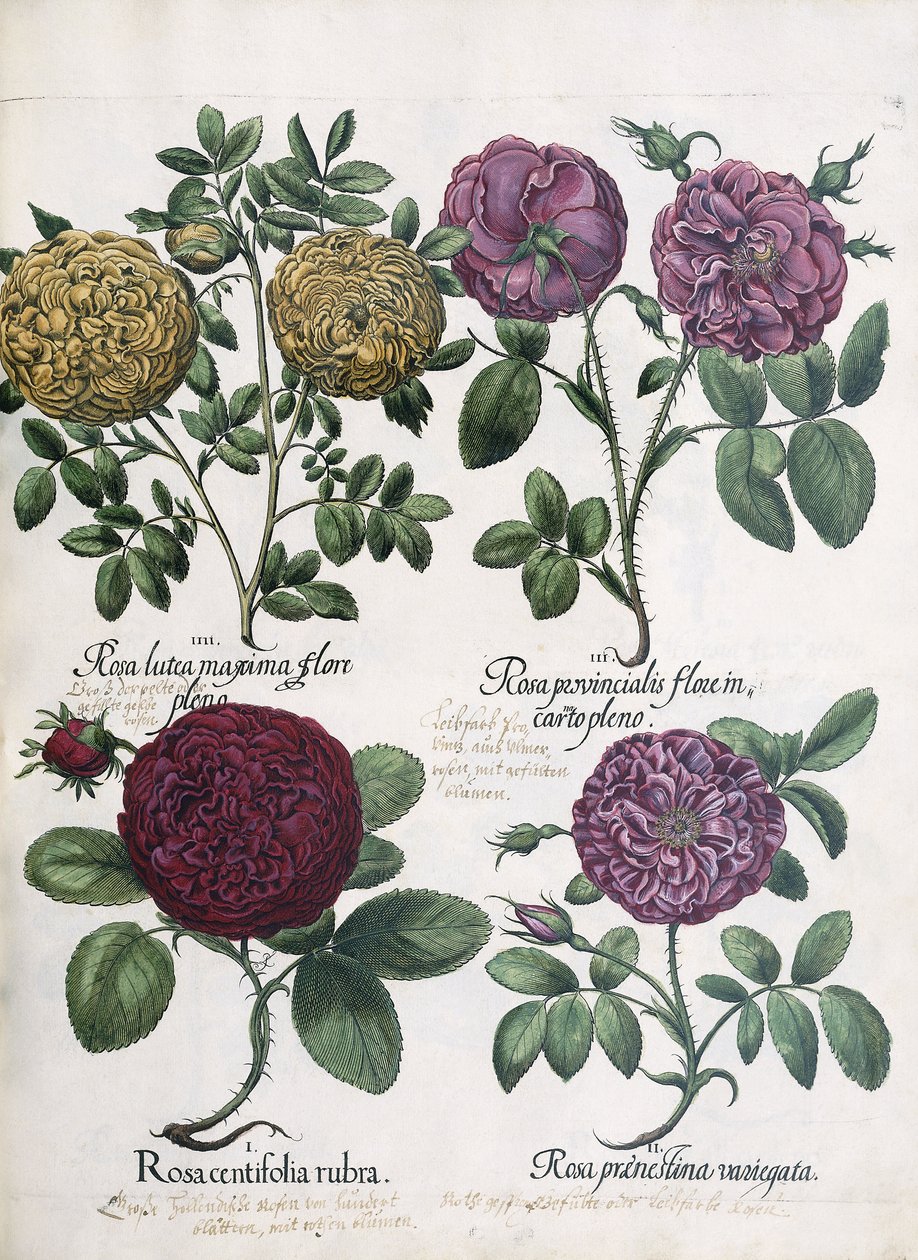 Quatre types de roses, 1613 - Antoine Pesne