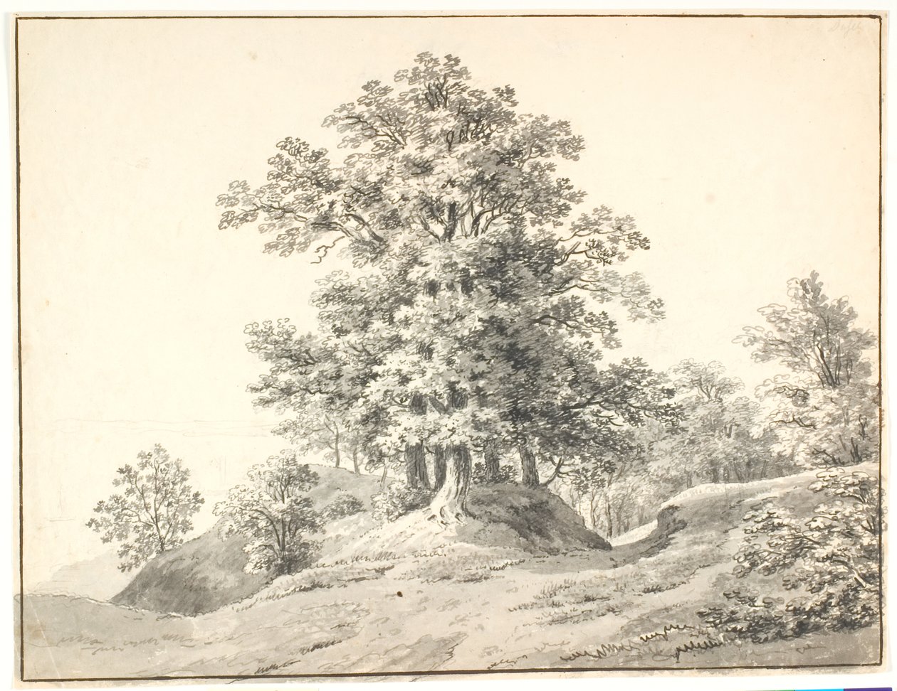 Paysage avec de grands arbres près de l