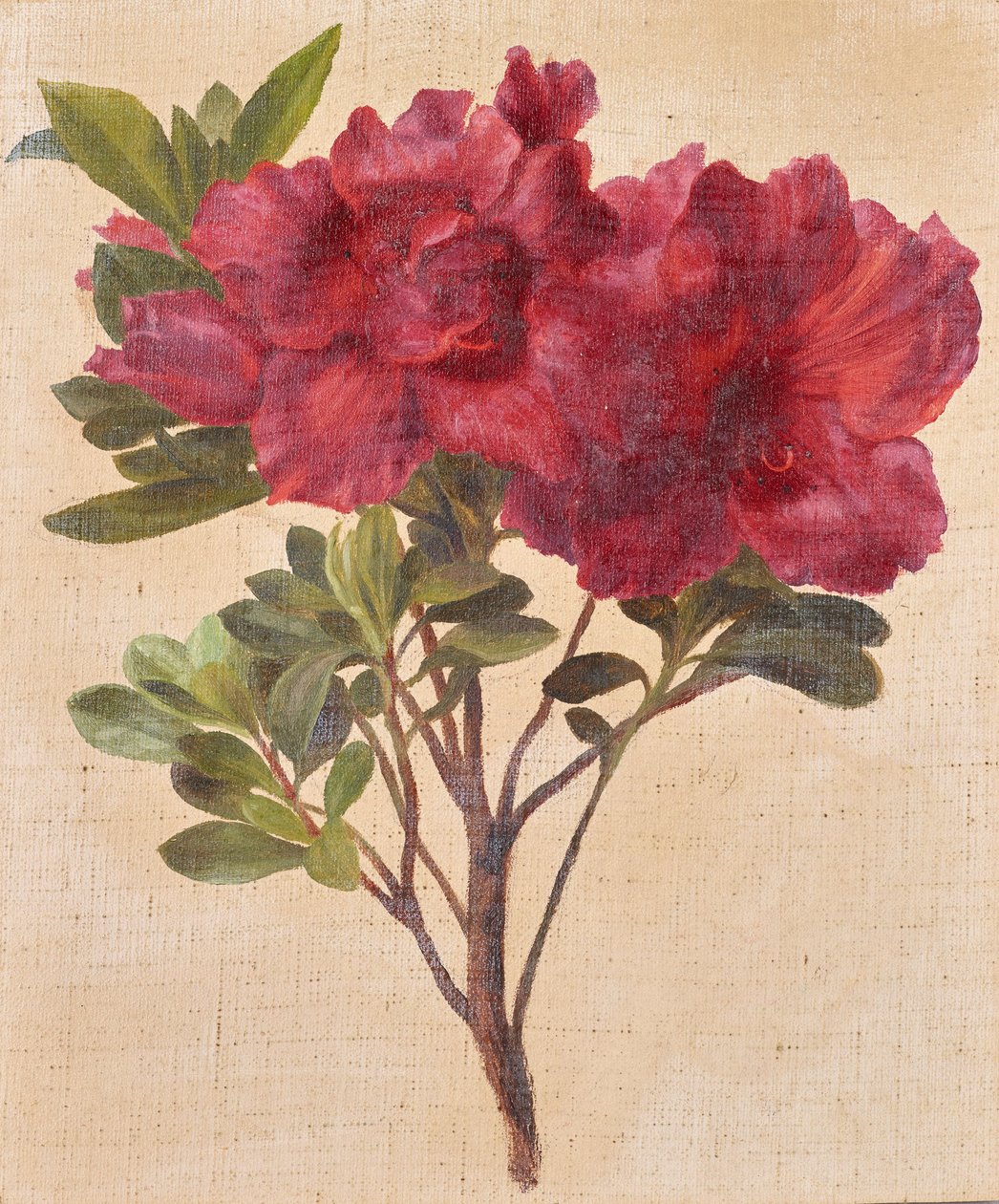 Rhododendrons - Anton Hartinger