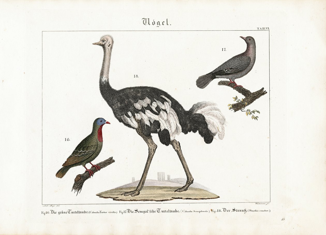 Pigeon vert, colombe rieuse et autruche africaine - Anton Wachsmann