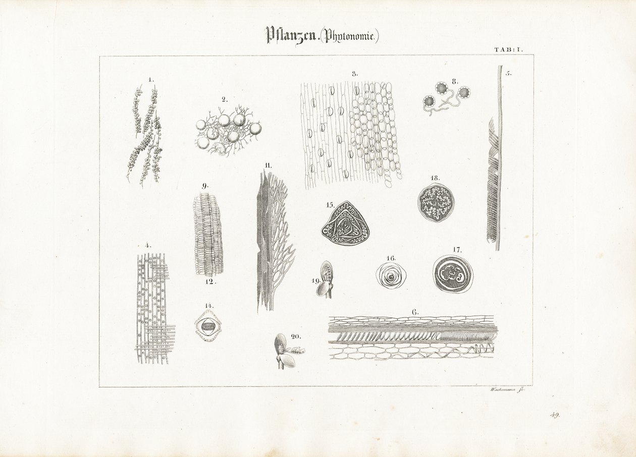 Anatomie des plantes (Phytotomie) - Anton Wachsmann
