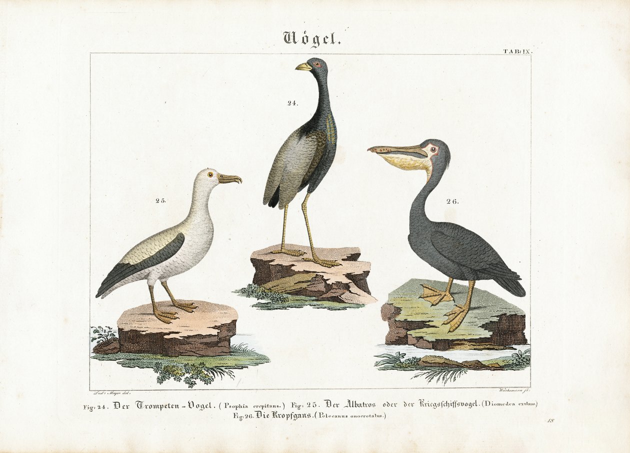 Trompette, albatros et pélican - Anton Wachsmann