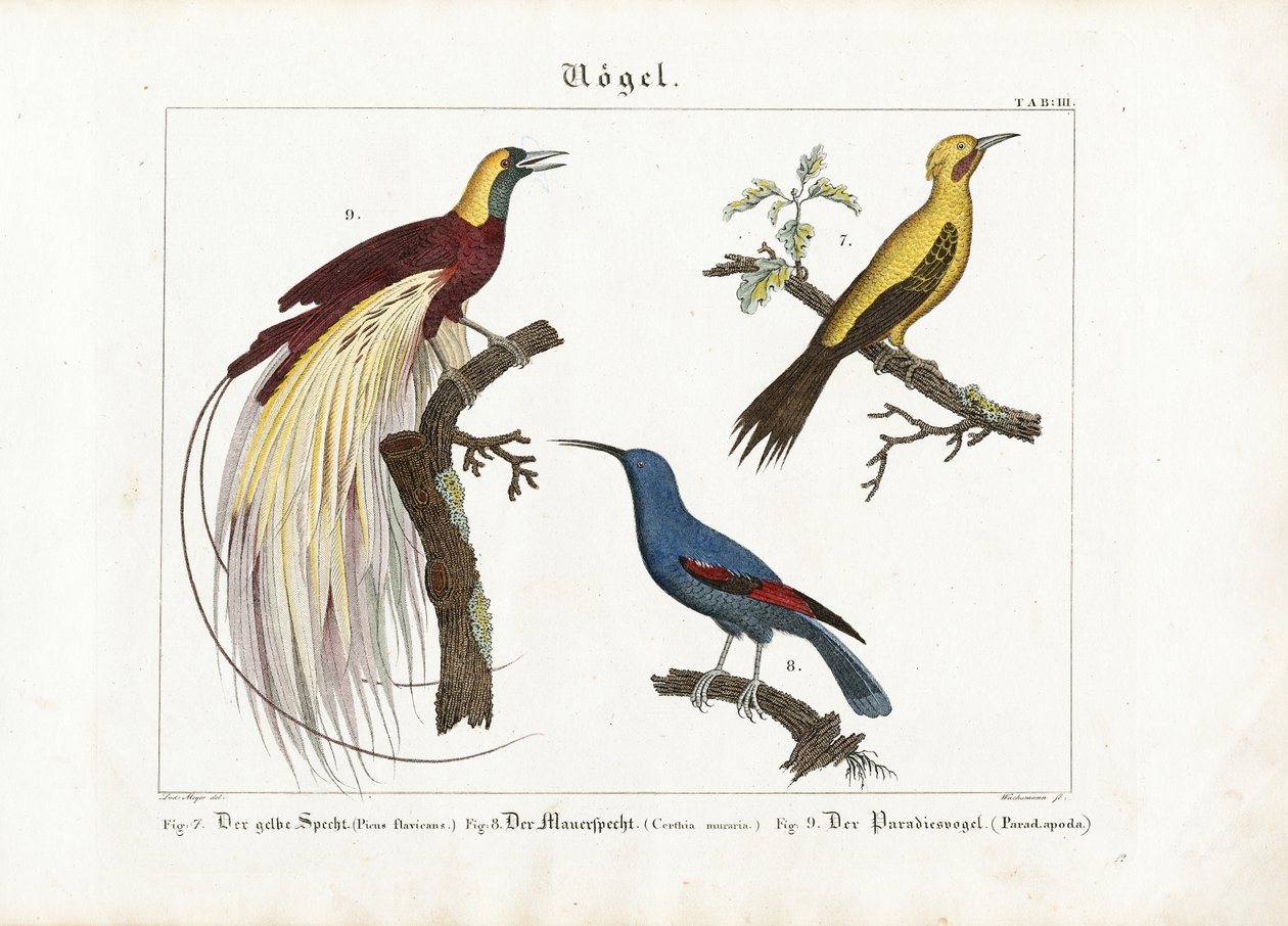 Pic jaune, Grimpereau des murailles et Oiseau de paradis - Anton Wachsmann