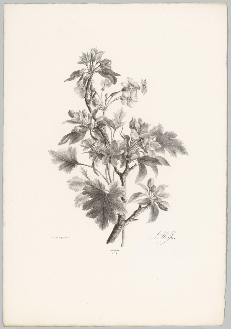 Fleurs sur une branche - Anton Weiss