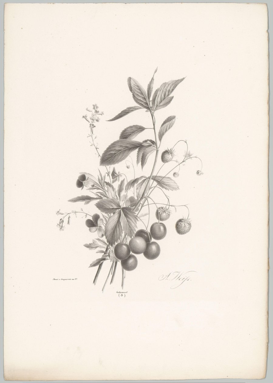 Fleurs, fraises et cerises (Bloem en Fruit Studien, 10e aflevering) - Anton Weiss