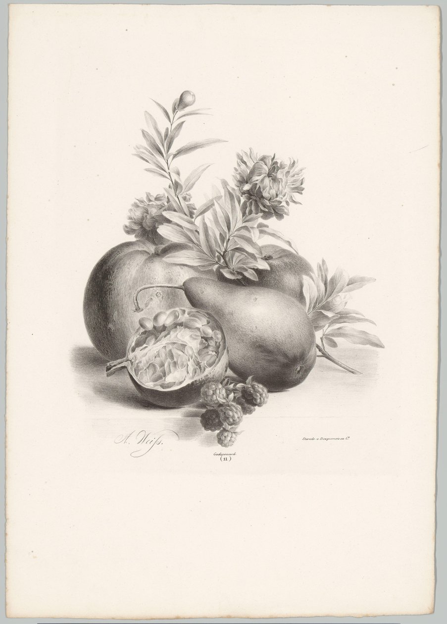 Fleurs, pommes, poire, grenade et mûres (série: Études de fleurs et de fruits, 10e livraison) - Anton Weiss
