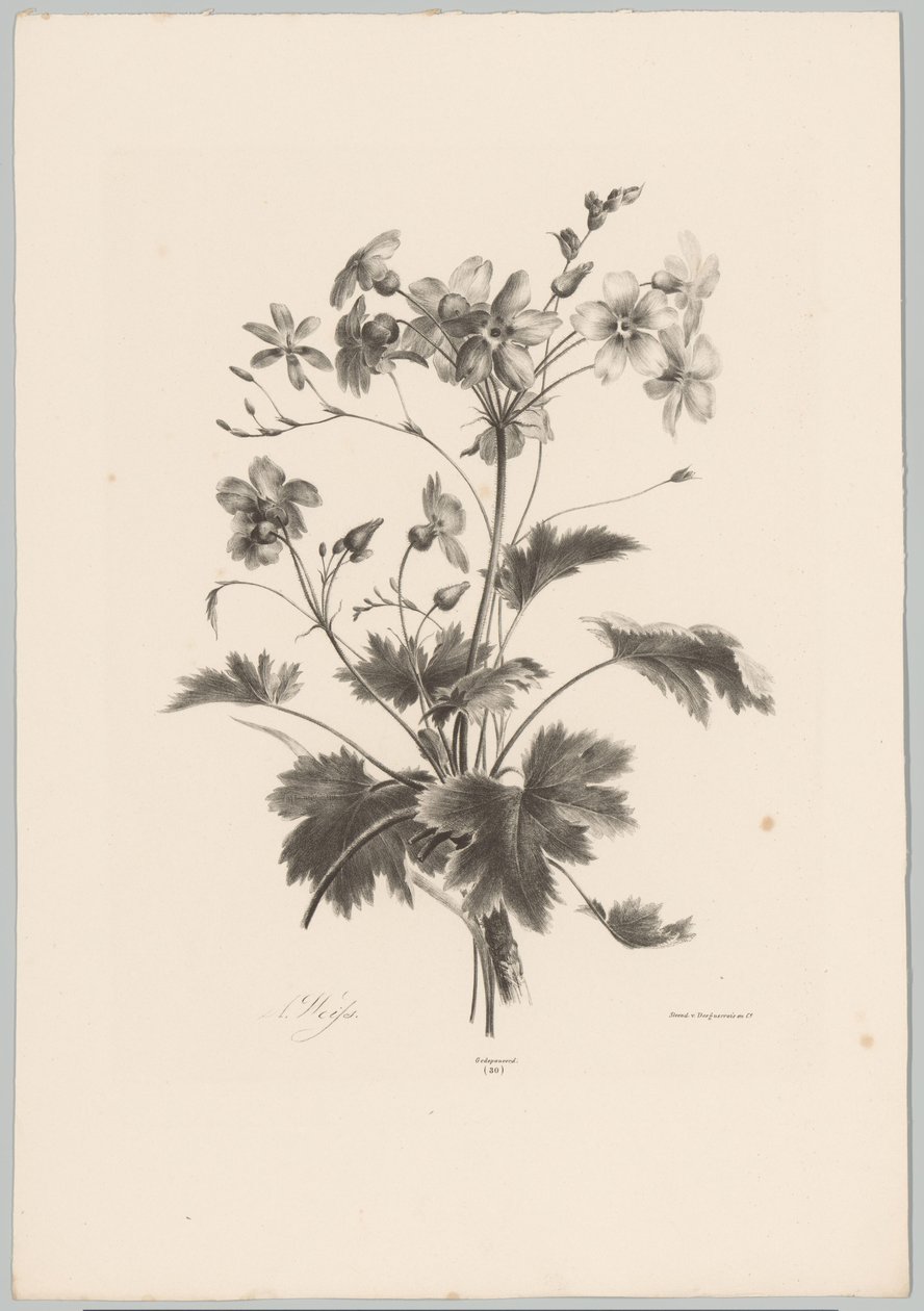 Fleurs avec des épines (Bloem en Fruit Studien, 10e aflevering) - Anton Weiss