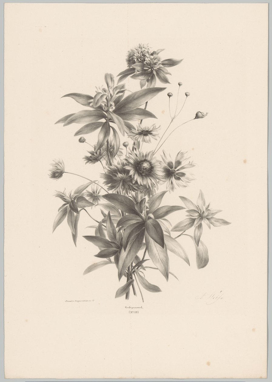 Fleurs diverses - Anton Weiss