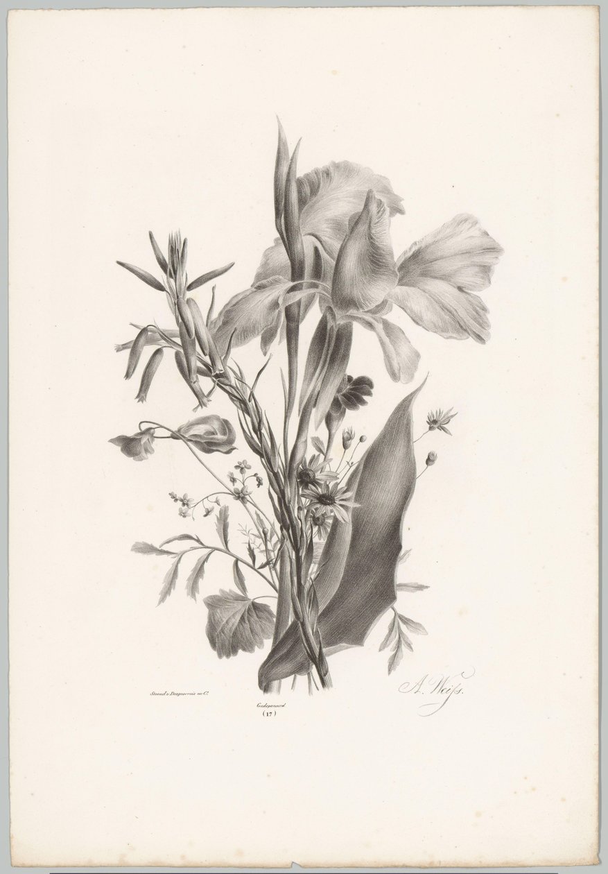 Fleurs diverses - Anton Weiss
