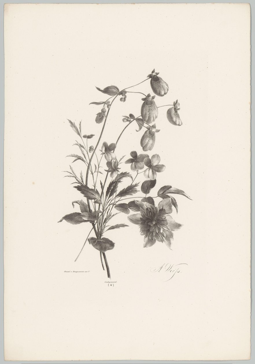 Diverses fleurs - Anton Weiss