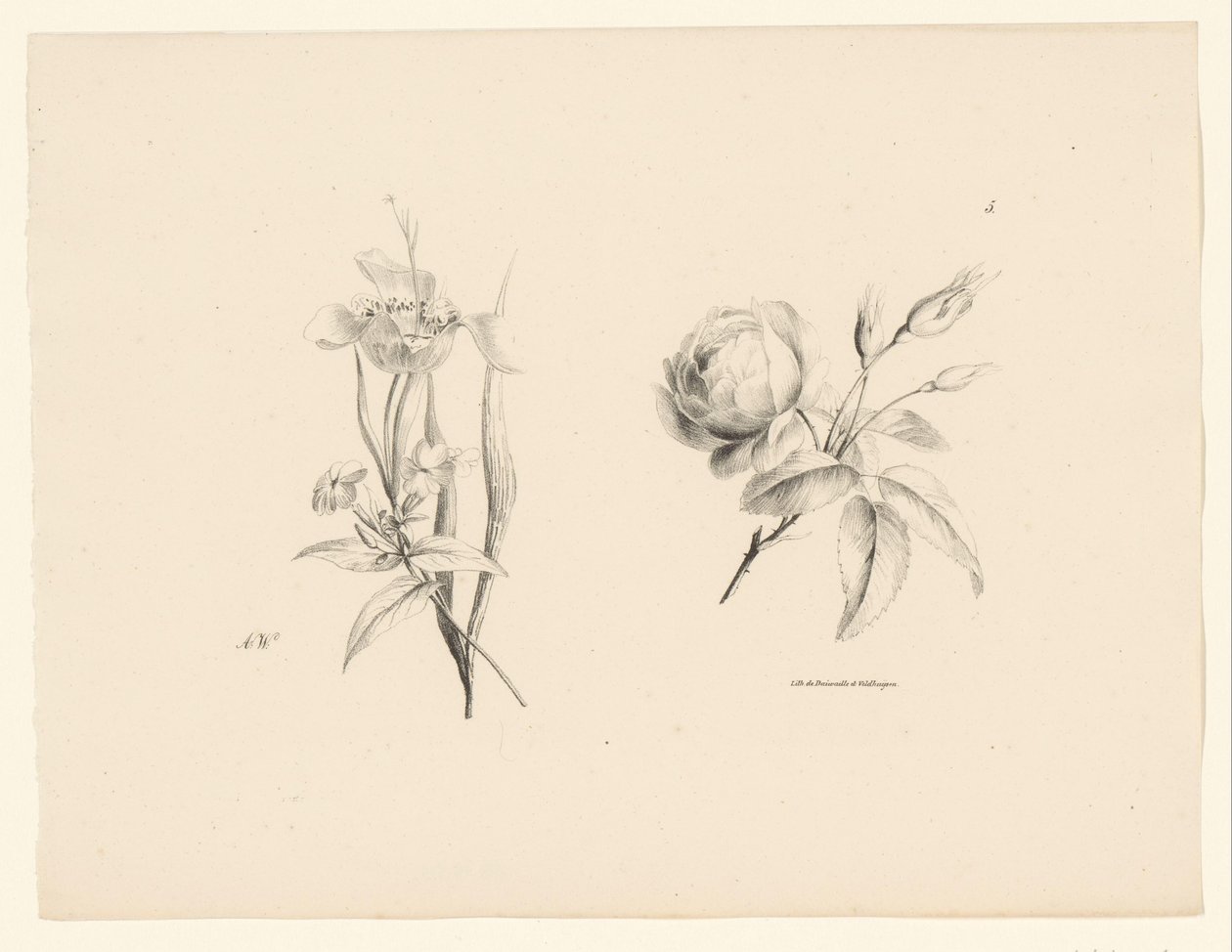 Rose et autres fleurs - Anton Weiss