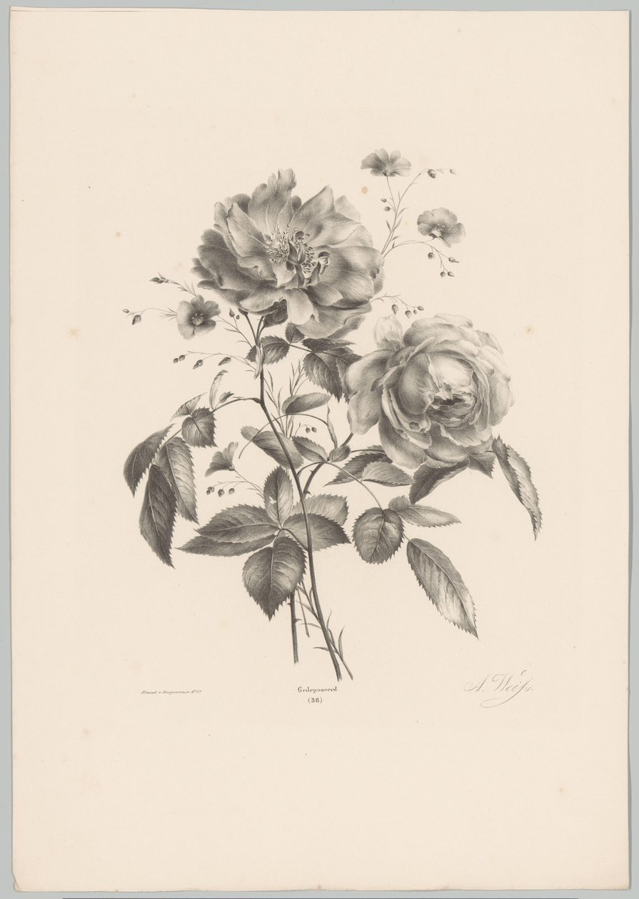 Rose et fleur ressemblant à un œillet - Anton Weiss