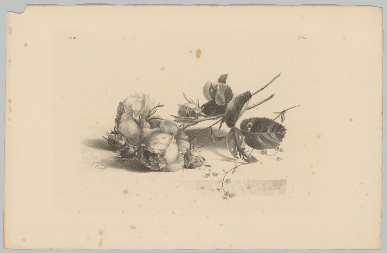 Études de fleurs et de fruits (3e épisode) - Anton Weiss