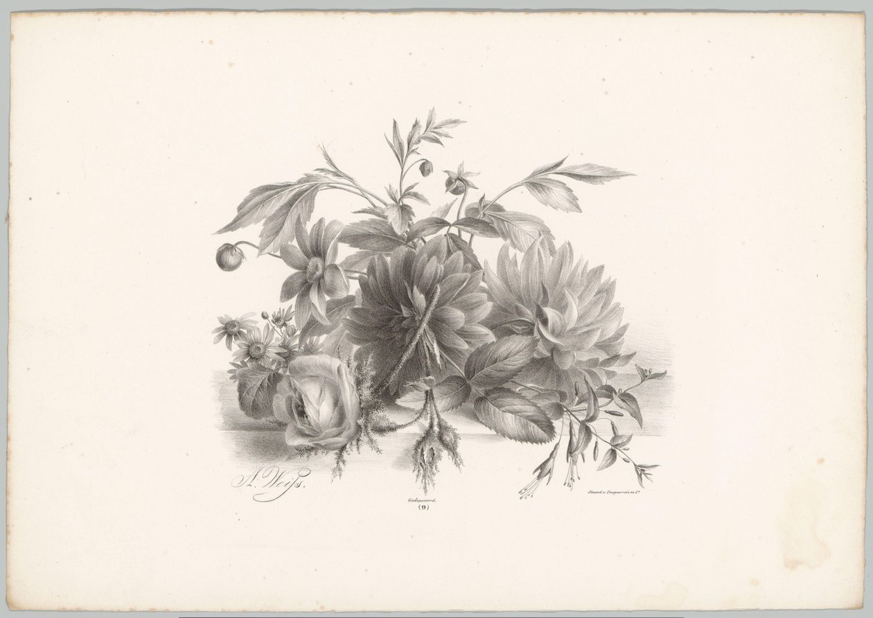 Roses, dahlias et fuchsias (Bloem en Fruit Studien, 10e aflevering) - Anton Weiss