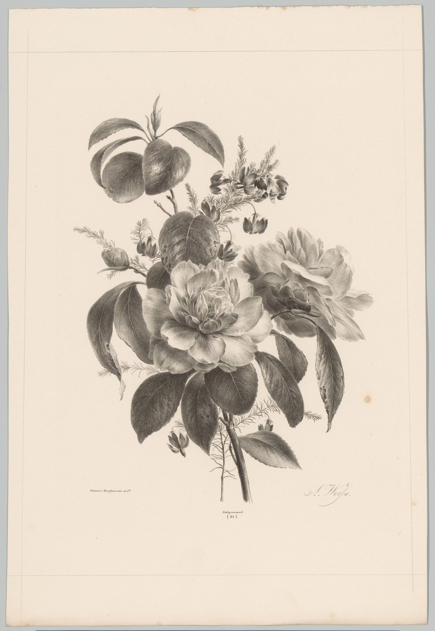 Roses et autres fleurs (série: Études de fleurs et de fruits, 10e livraison) - Anton Weiss