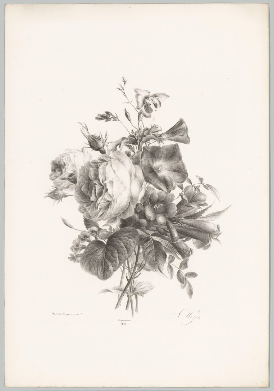 Roses et fleurs en forme de calice (série: Études de fleurs et de fruits, 10e livraison) - Anton Weiss