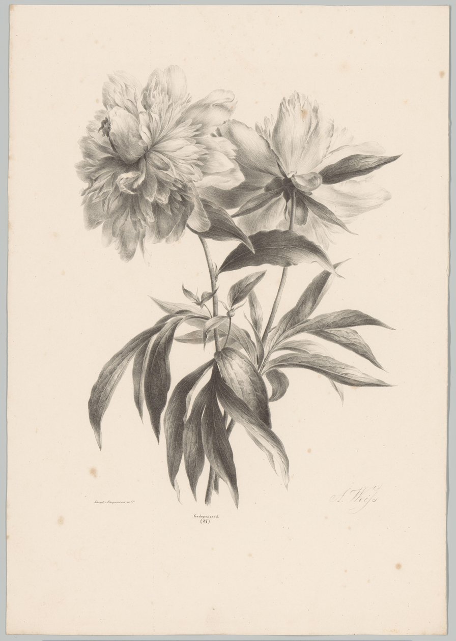 Deux fleurs (Bloem en Fruit Studien, 10e aflevering) - Anton Weiss