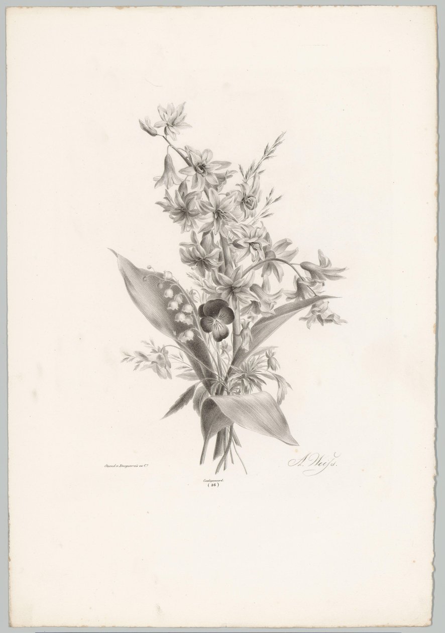 Violette et fleurs en forme de jacinthe et de cloche (Bloem en Fruit Studien, 10e aflevering) - Anton Weiss