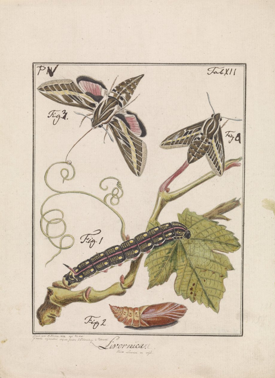 De la chenille au papillon - Antoni Zürcher