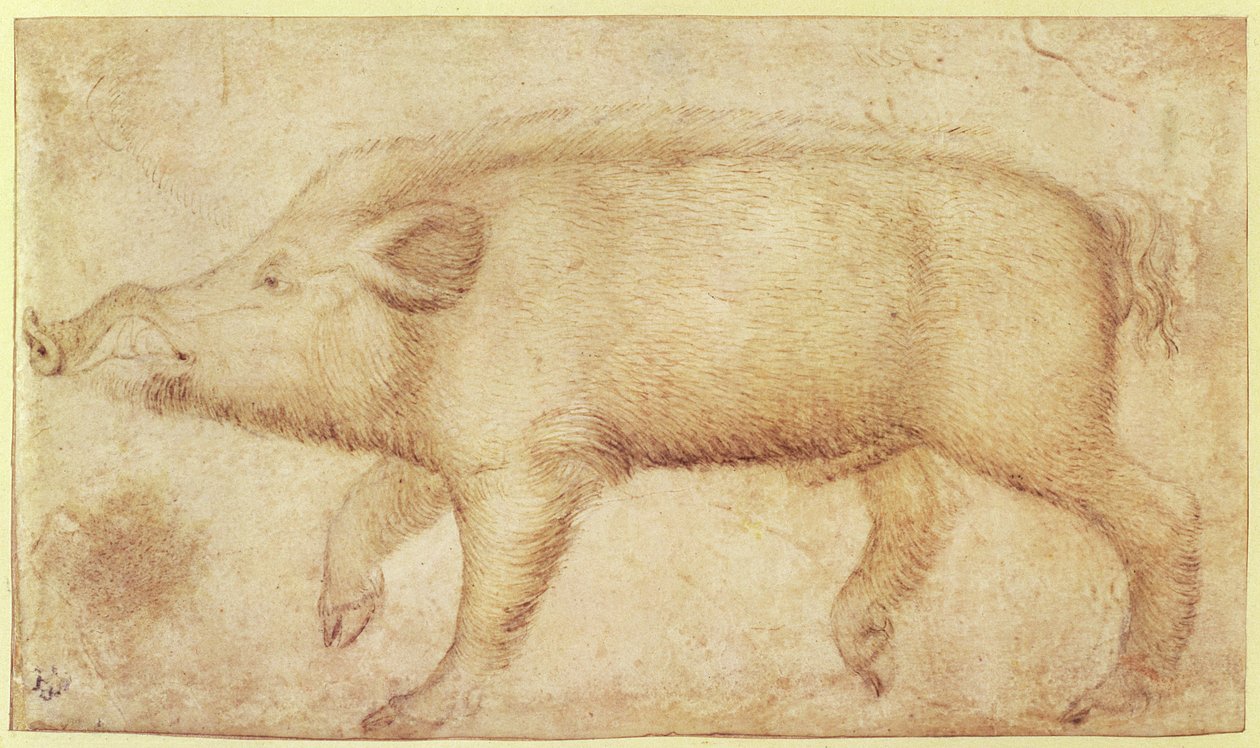Un sanglier - Antonio Pisanello