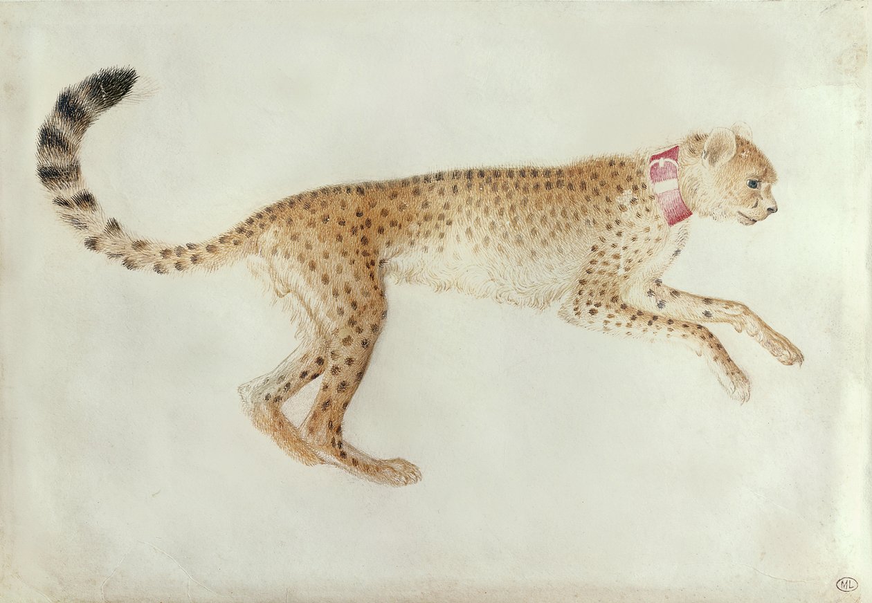 Guépard bondissant avec un collier rouge - Antonio Pisanello