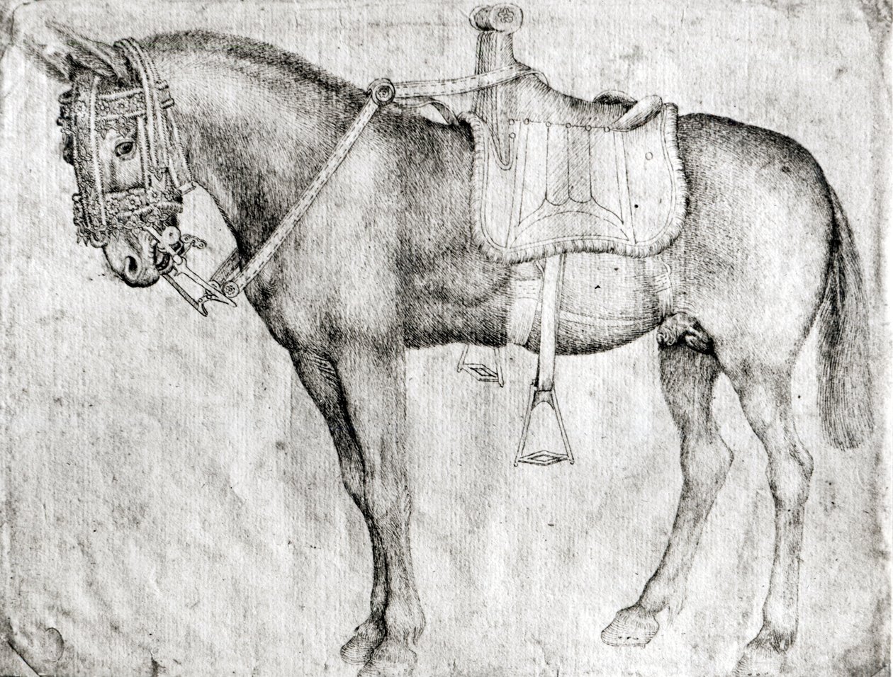 Mule, de l
