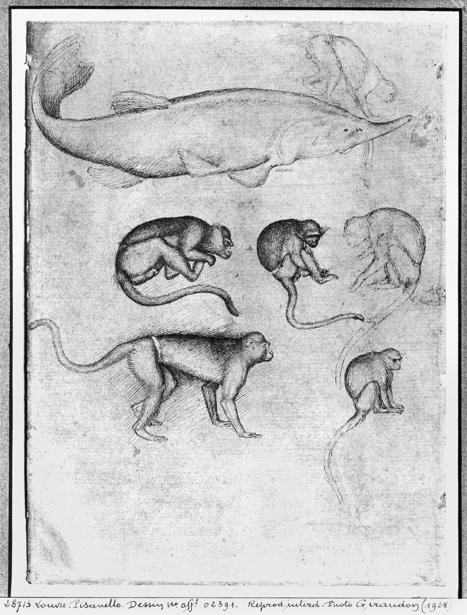 Six singes et un esturgeon, de l