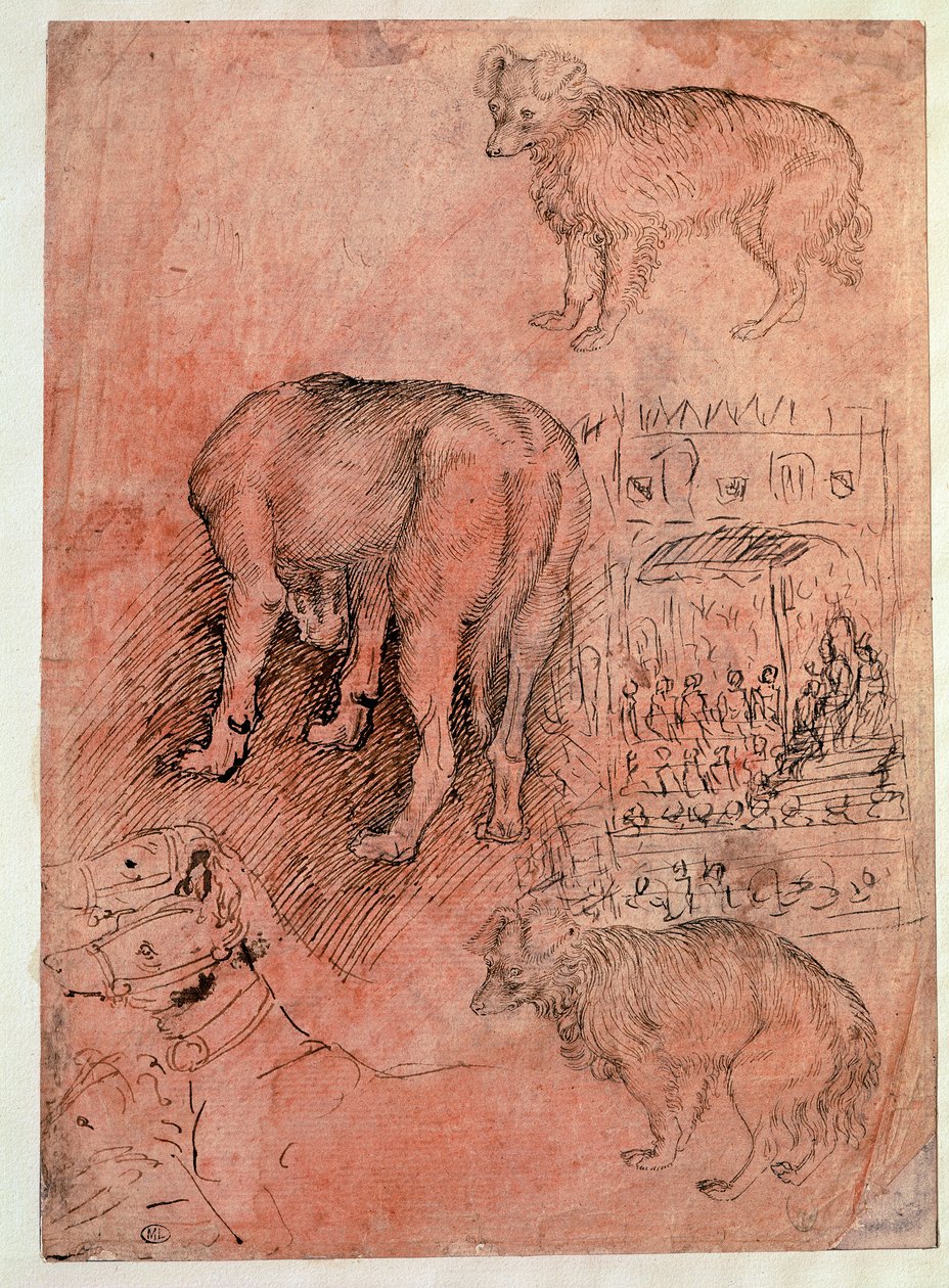 Études de chiens. Épisode aulique. Dessin par Antonio Pisano dit il Pisanello (1380-1455) - Antonio Pisanello