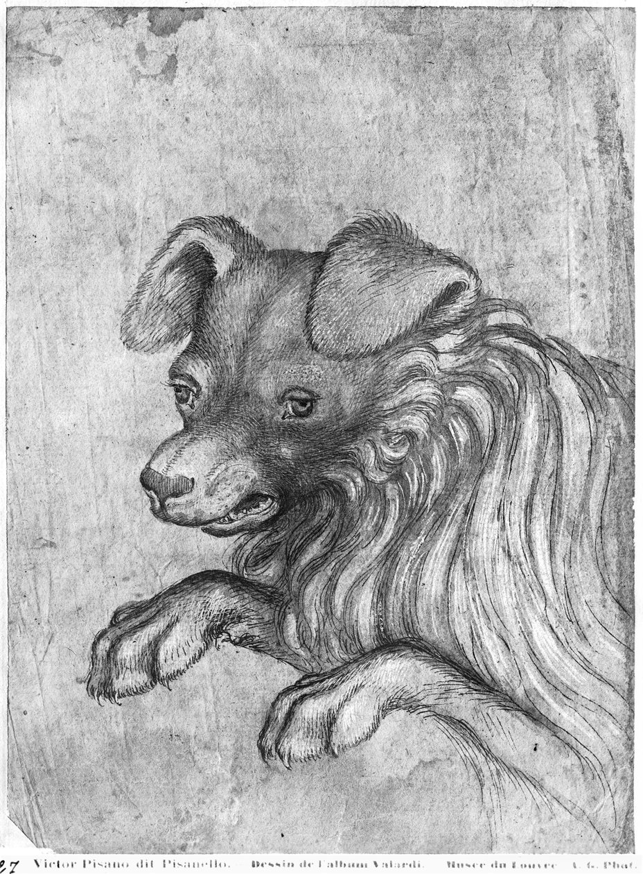Tête de chien, de l