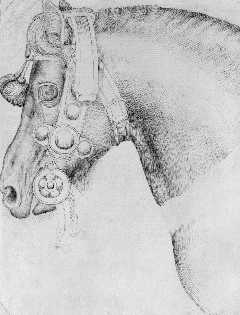 Tête de cheval, de l