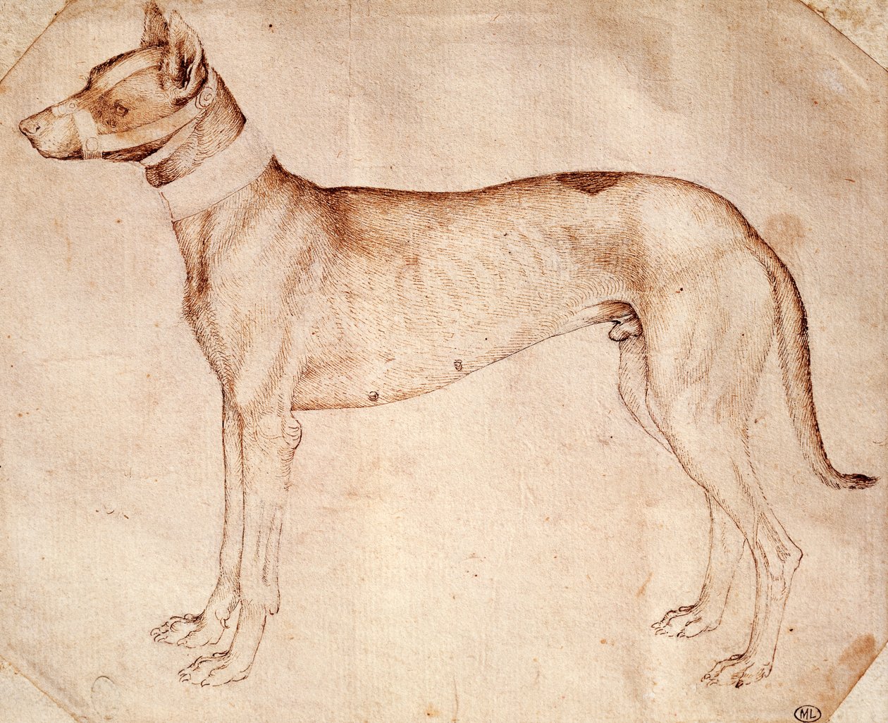 Étude de chien de chasse, dessin à la plume et à l