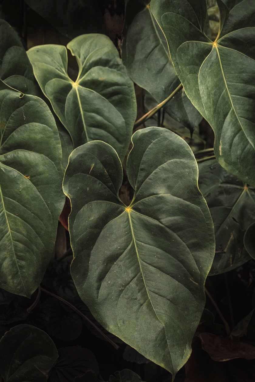 Anthurium Andraeanum V, 2024 (photographie numérique) - Antonio Schubert