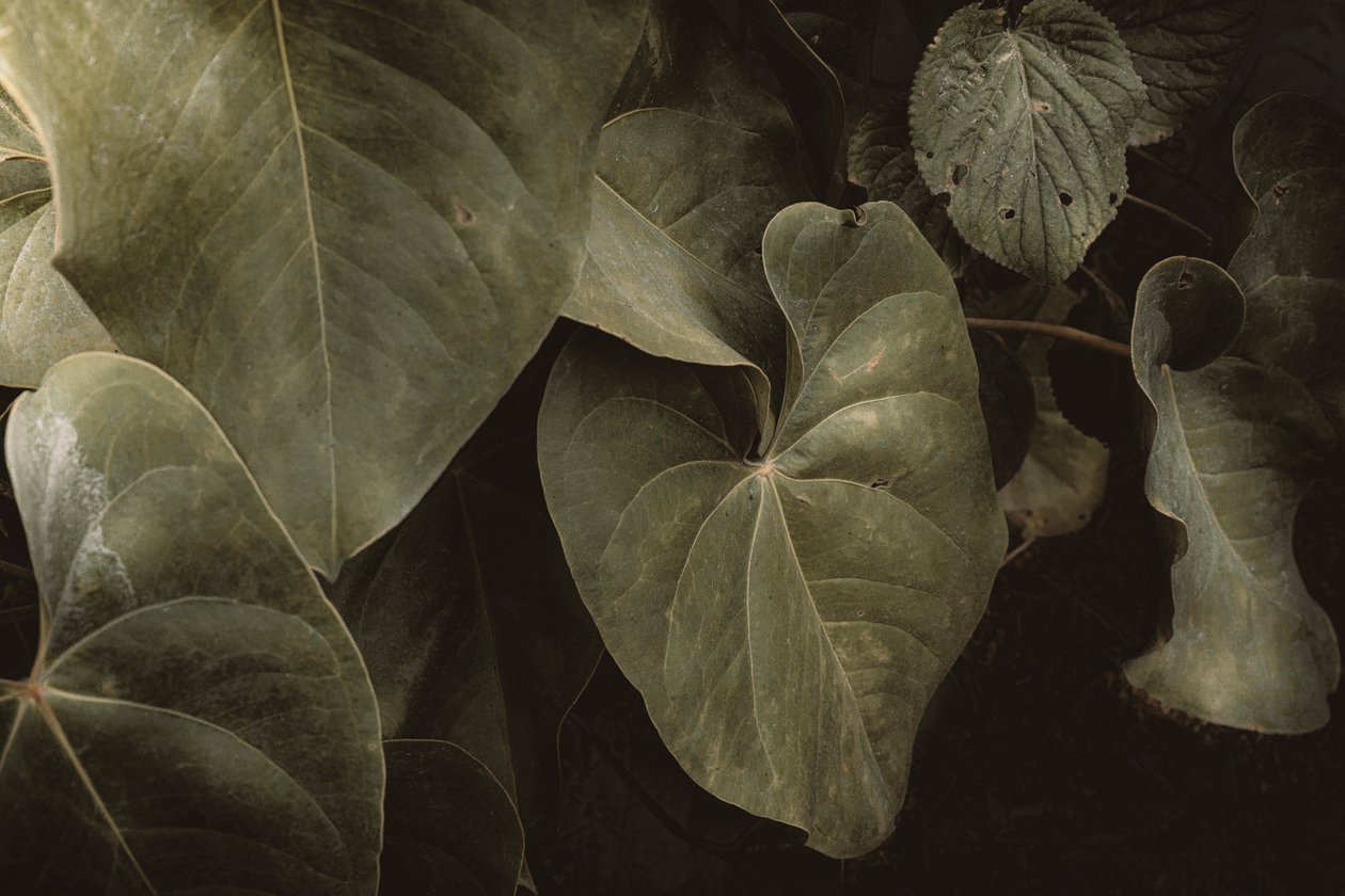 Anthurium Andraeanum, XVI e, Petrópolis, Rio de Janeiro, Brésil, 2025 (photographie) - Antonio Schubert