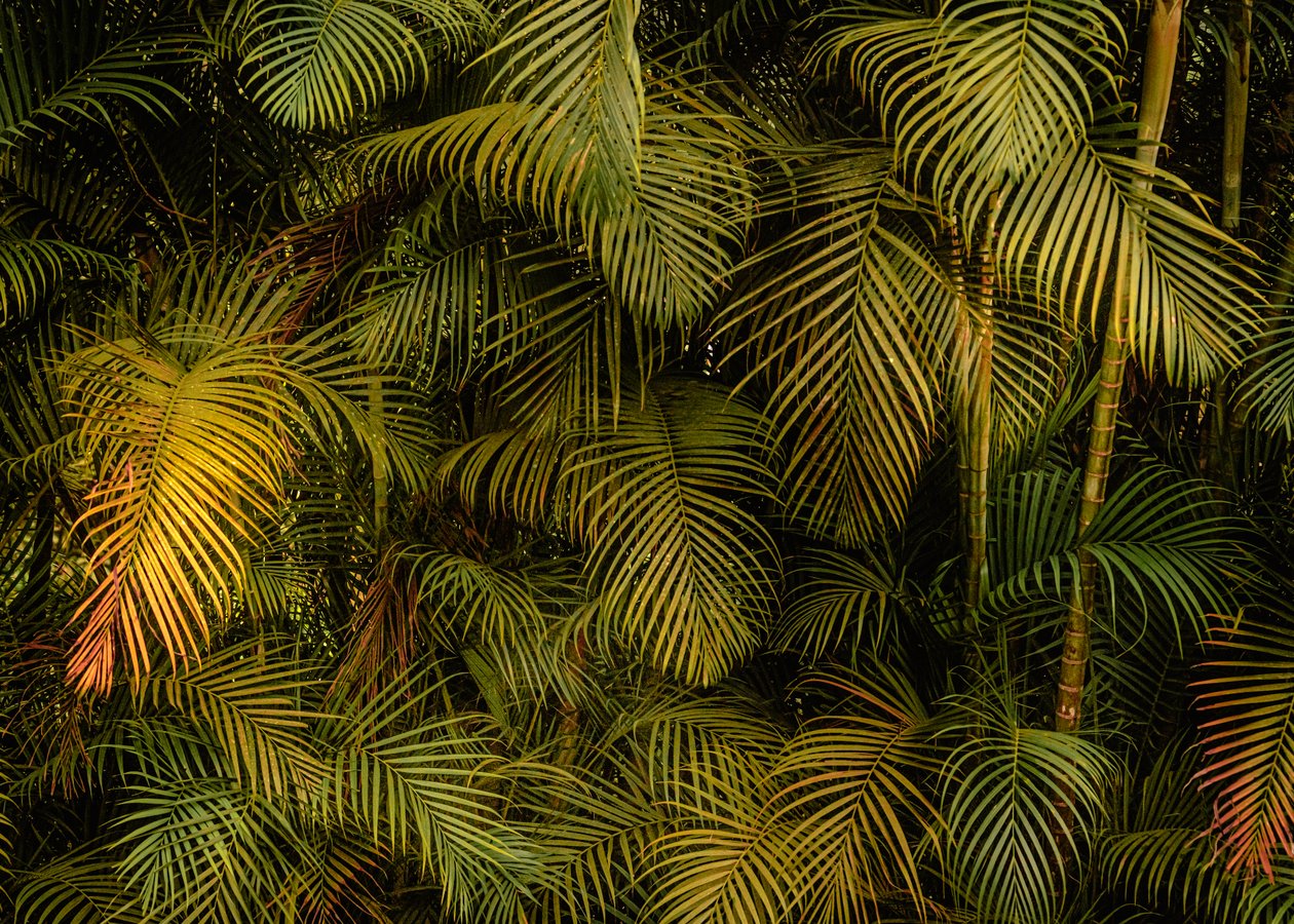 Palm Tree IV, 2024 (photo) - Antonio Schubert