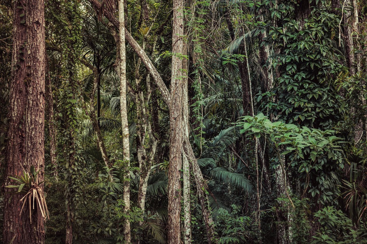 Forêt tropicale V, 2021 (photographie numérique) - Antonio Schubert