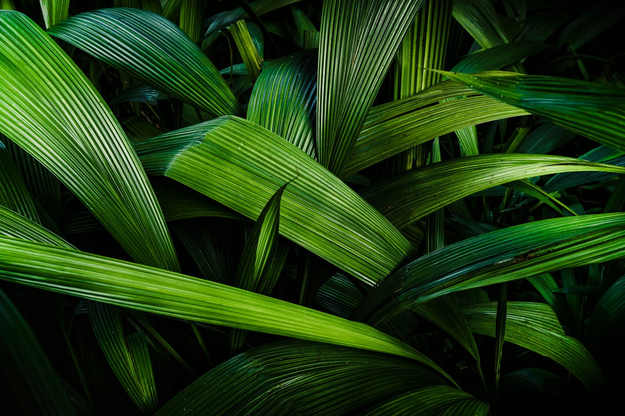 Jardins tropicaux II, Rio de Janeiro, Brésil, 2024 (photographie) - Antonio Schubert