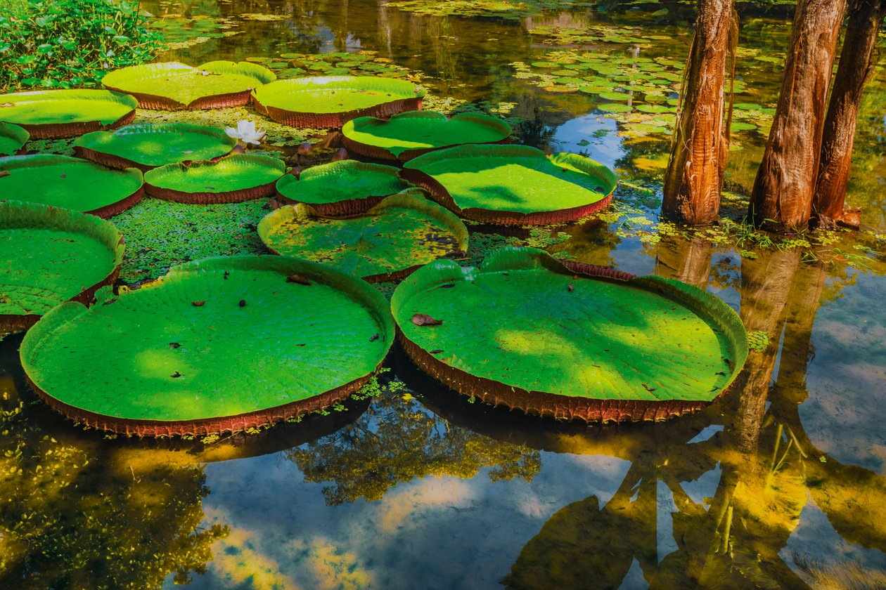 Victoria Amazonica, 2024 (photographie numérique) - Antonio Schubert